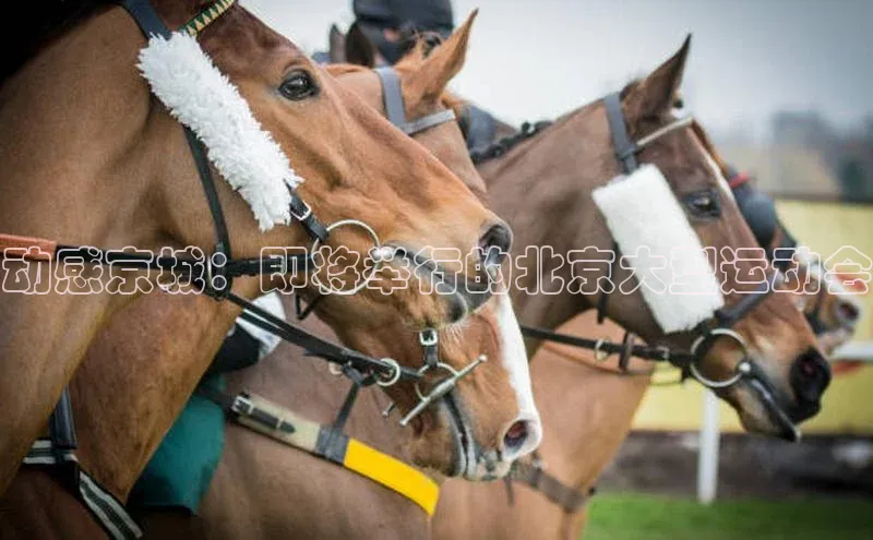 动感京城：即将举行的北京大型运动会